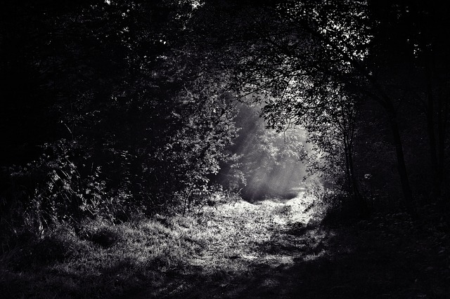 through the dark woods